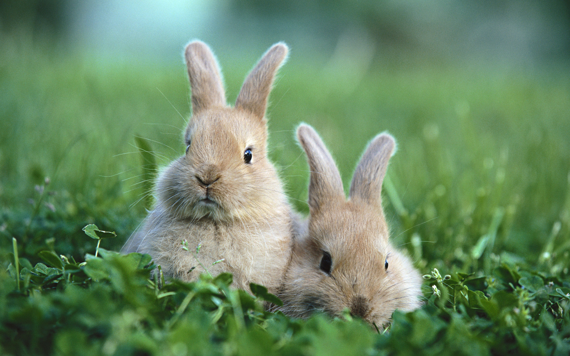 Hình ảnh con thỏ dễ thương cute