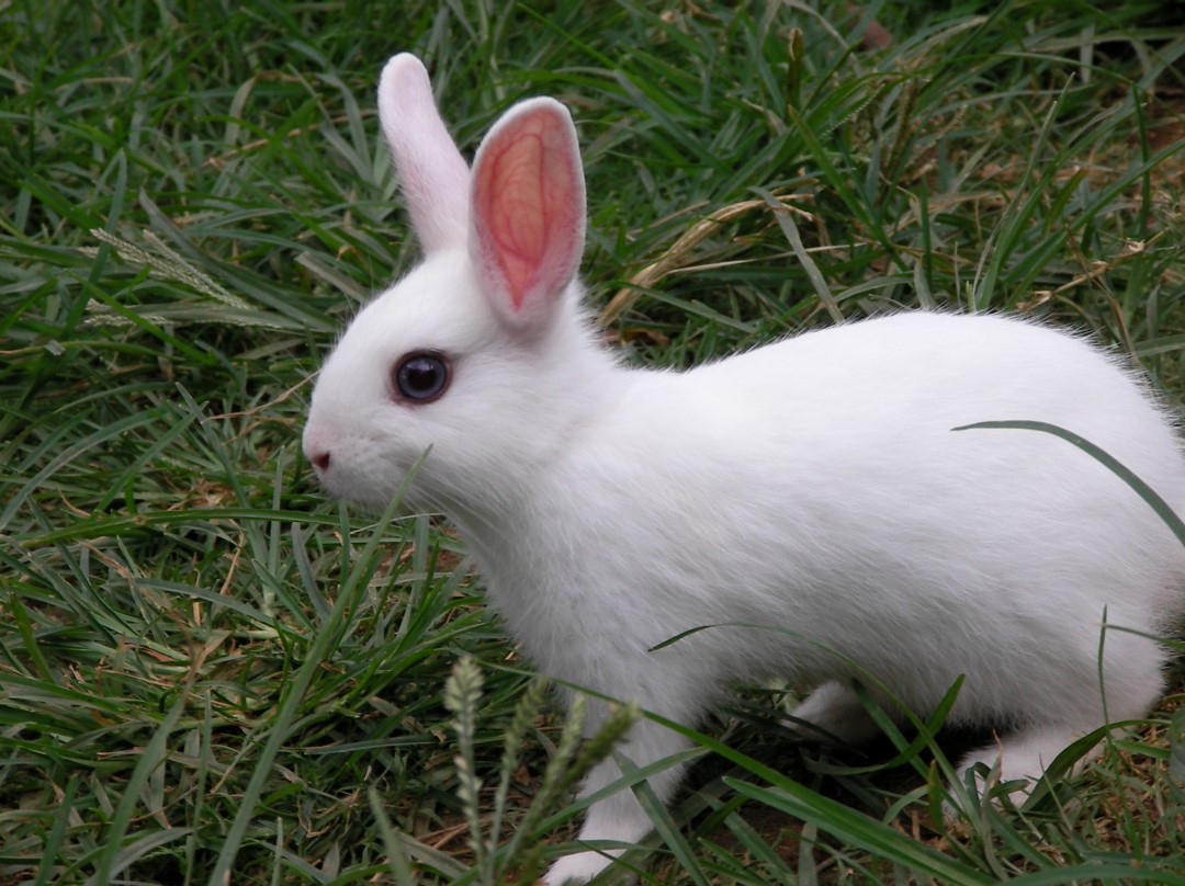Hình ảnh con thỏ dễ thương