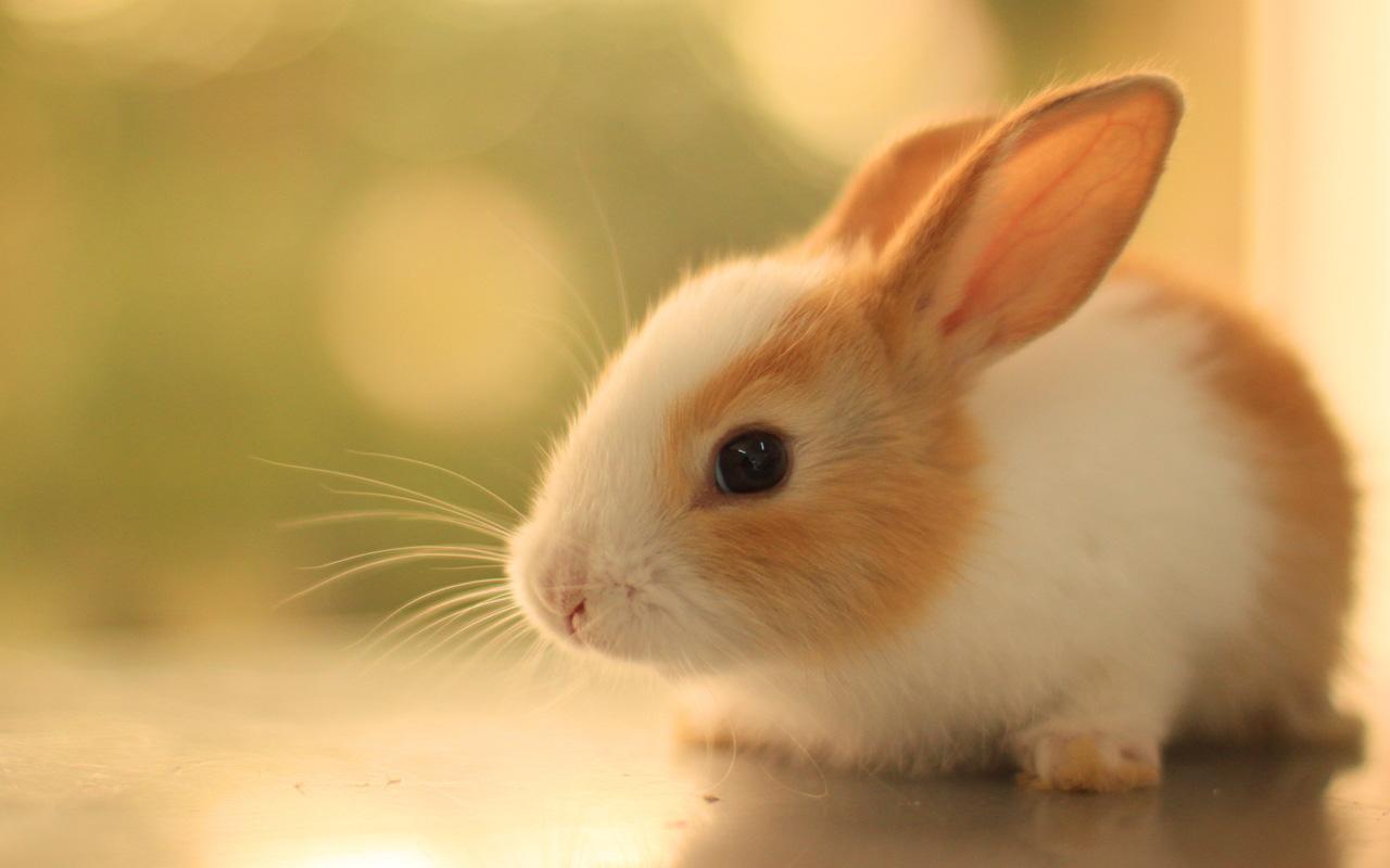 Hình ảnh con thỏ xinh đẹp cute