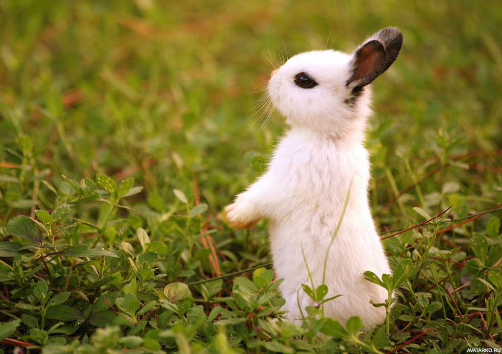 Hình ảnh con thỏ cute