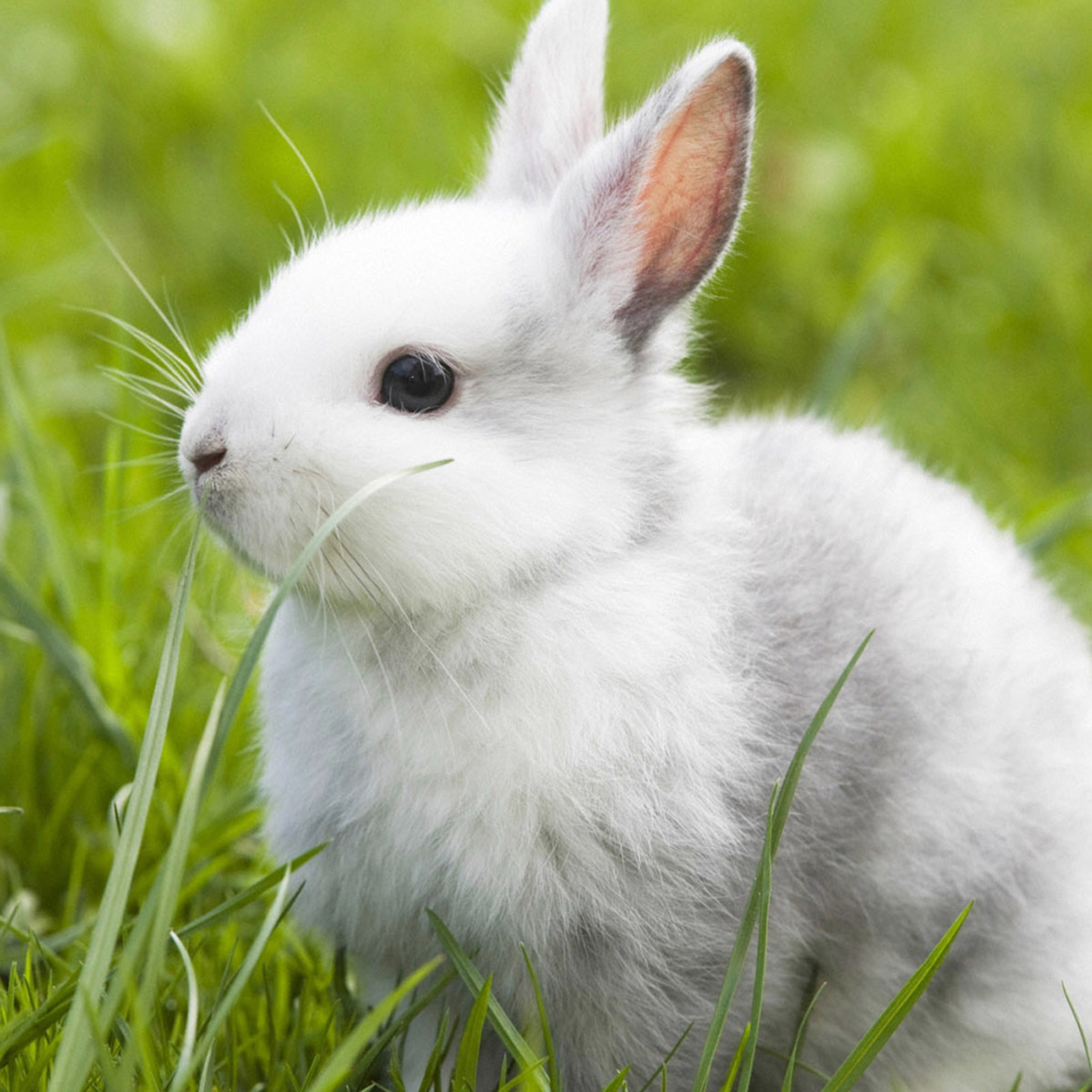 Hình ảnh con thỏ đẹp