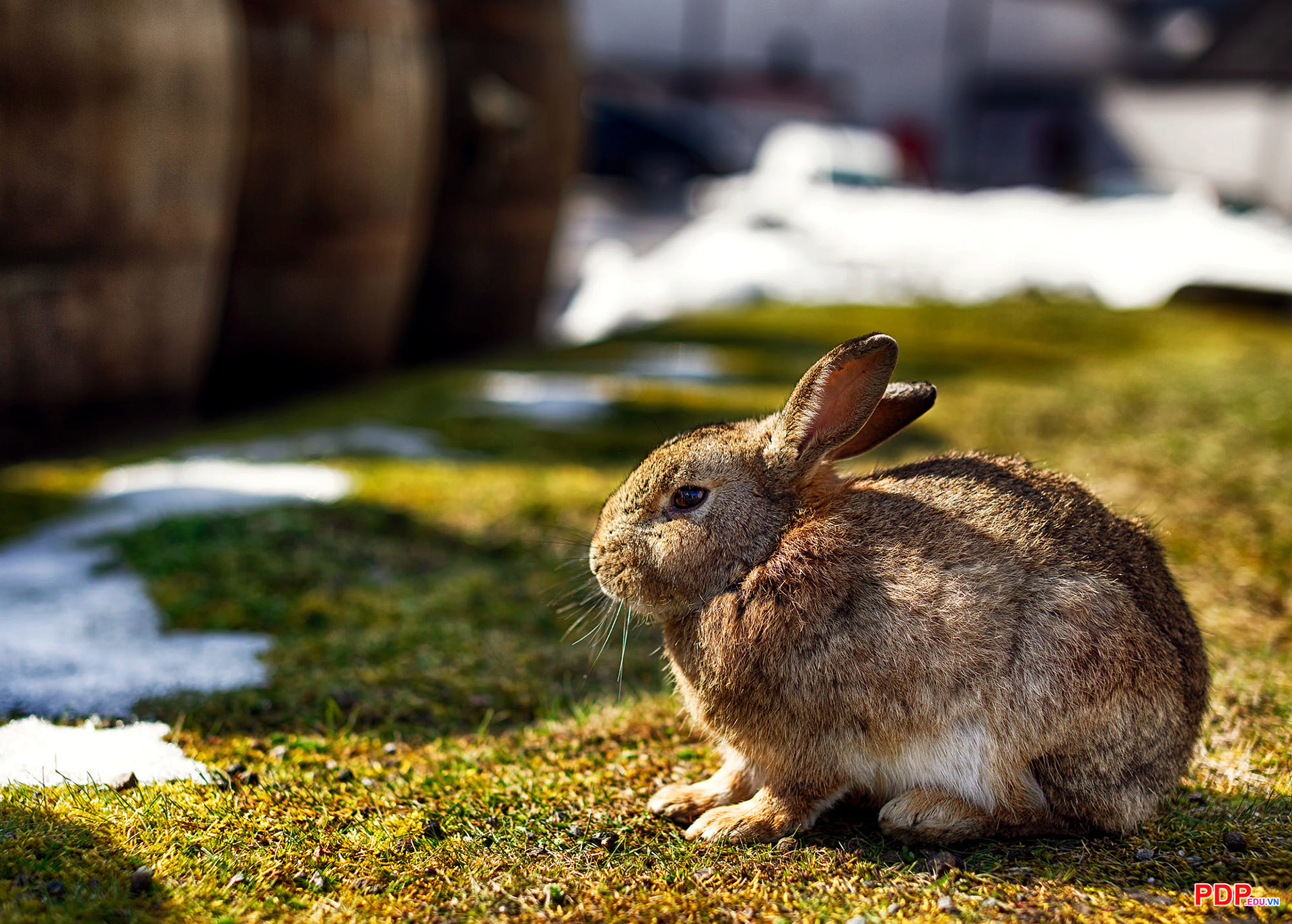 Hình ảnh con thỏ đẹp