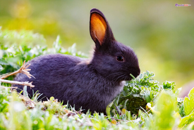 Hình ảnh con thỏ trắng