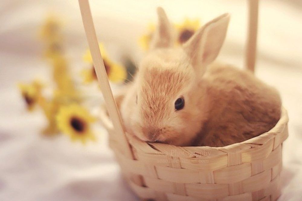 Hình ảnh con thỏ dễ dàng thương