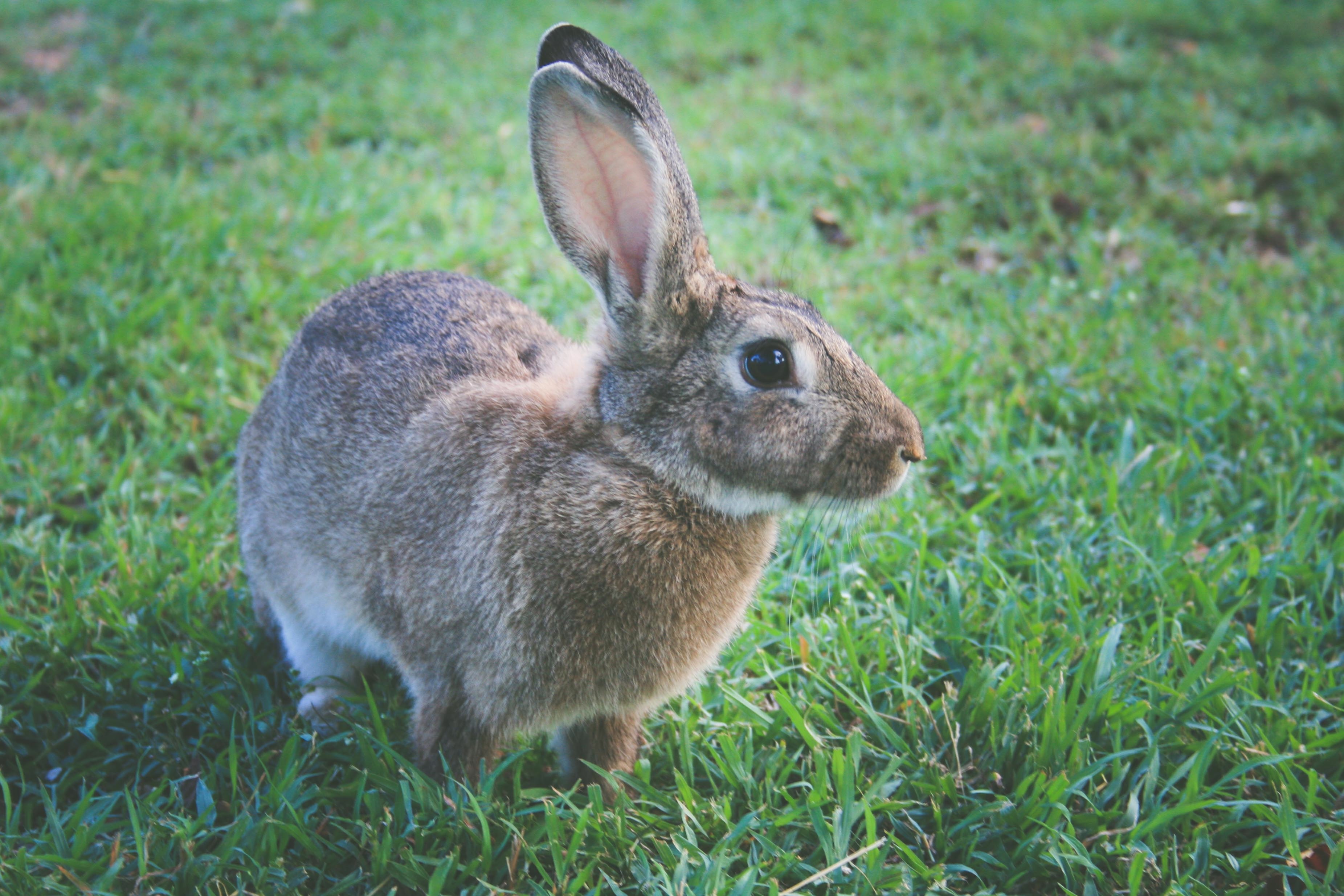 Hình ảnh con thỏ đẹp tuyệt vời nhất thế giới