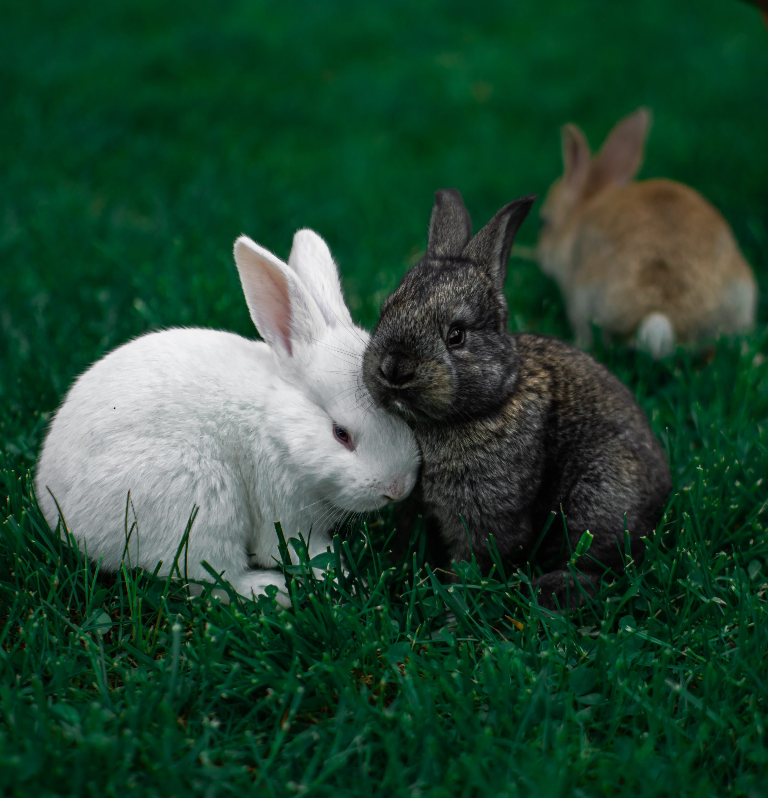 Những hình ảnh con thỏ đẹp nhất nhất