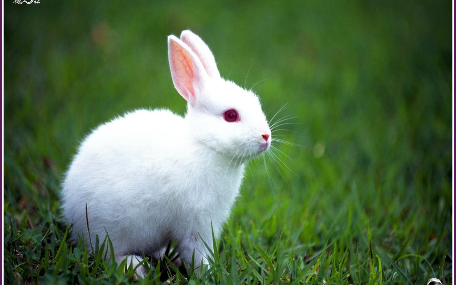 Trọn Bộ 50+ Hình Ảnh Con Thỏ Cute Dễ Thương Đáng Yêu Nhất