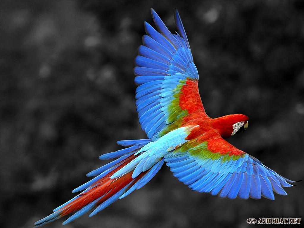 Con vẹt Nói con chim Clip nghệ thuật  Vẽ tay con vẹt png tải về  Miễn phí  trong suốt Vết png Tải về