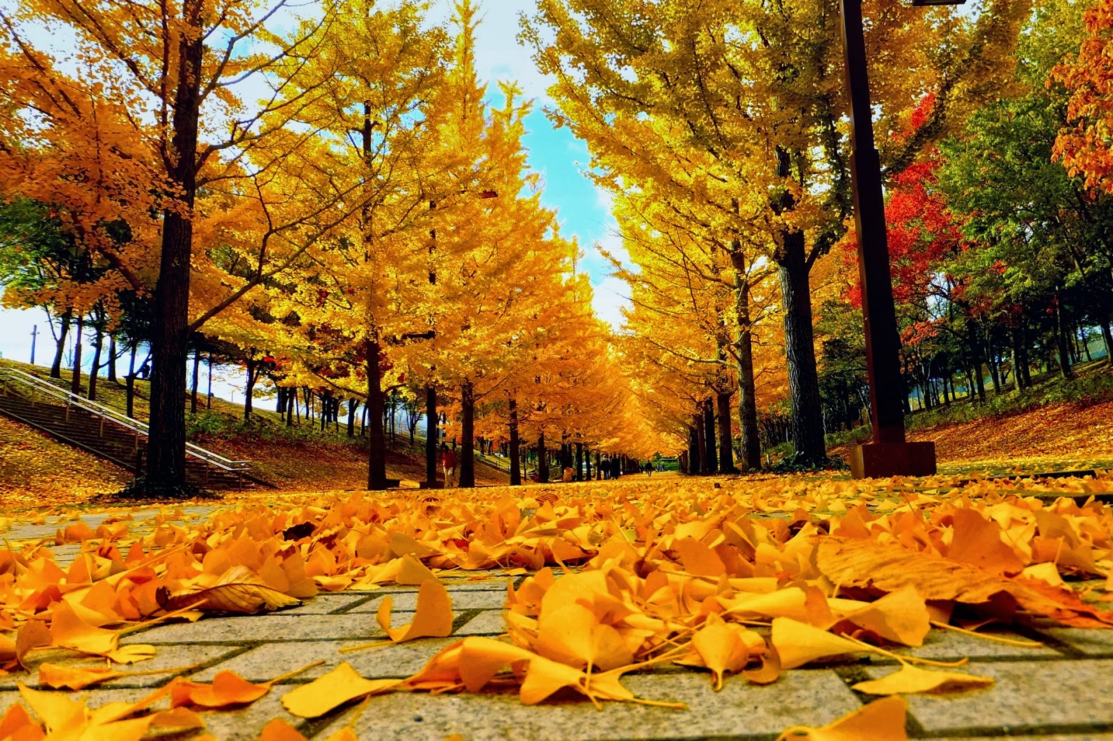 Hình Nền Mùa Thu Đẹp Cho Điện Thoại wallpaperhdfree Autumn leaves wallpaper Cute fall backgrounds Leaves wallpaper iphone