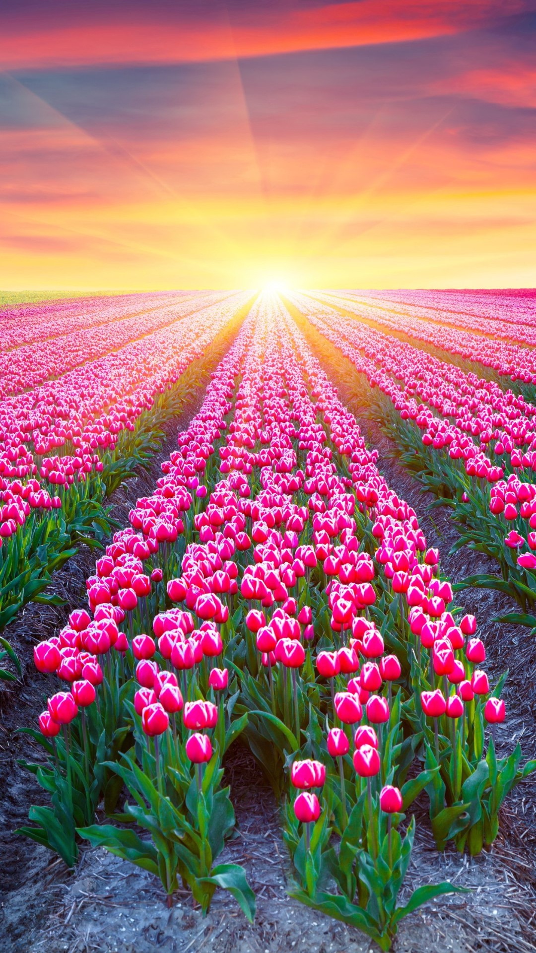 Cánh đồng hoa tulip đẹp mê mẩn ở Bắc Hà khiến giới trẻ phát sốt