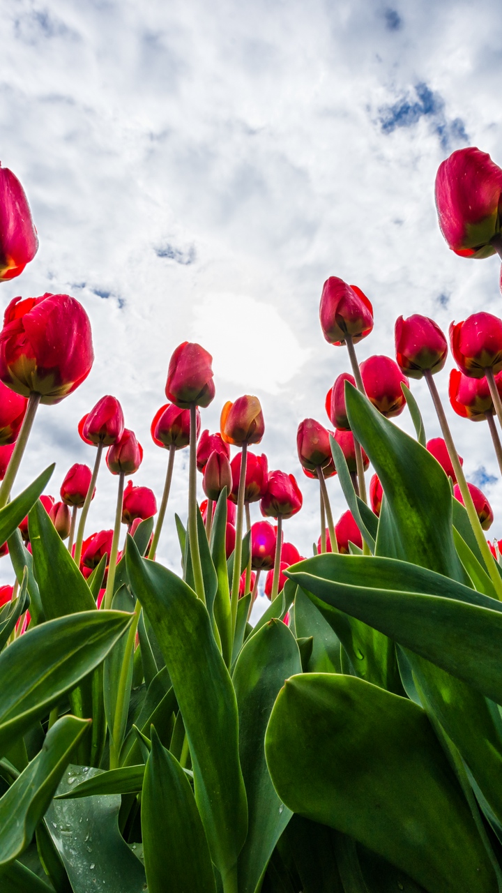 Khám đập phá rộng lớn 114 hình nền hoa tulip cho điện thoại tiên tiến nhất ...