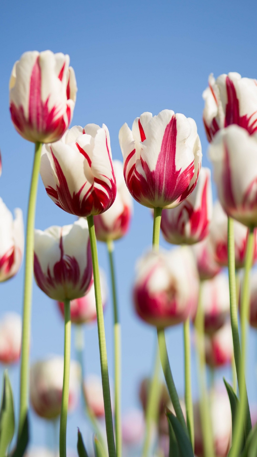 Ảnh nền hoa tulip
