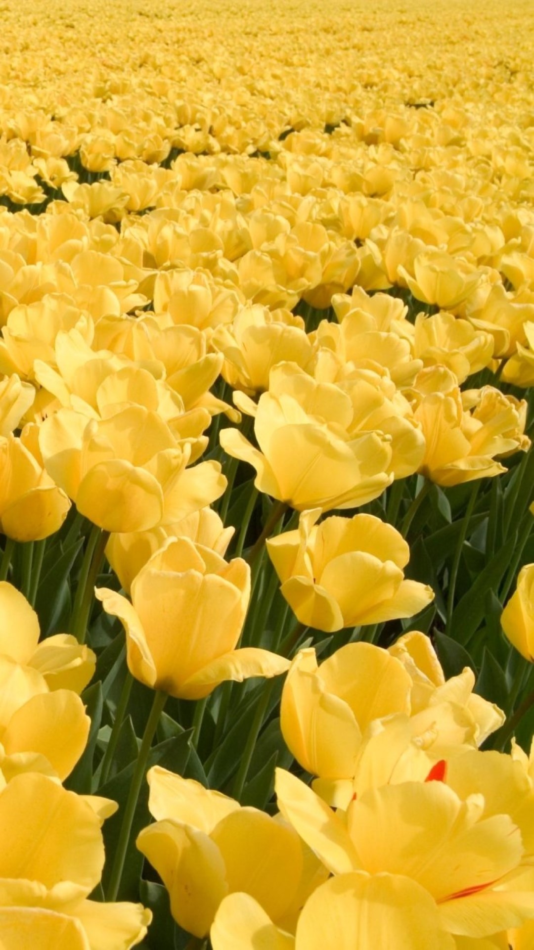 Ảnh nền hoa tulip đẹp