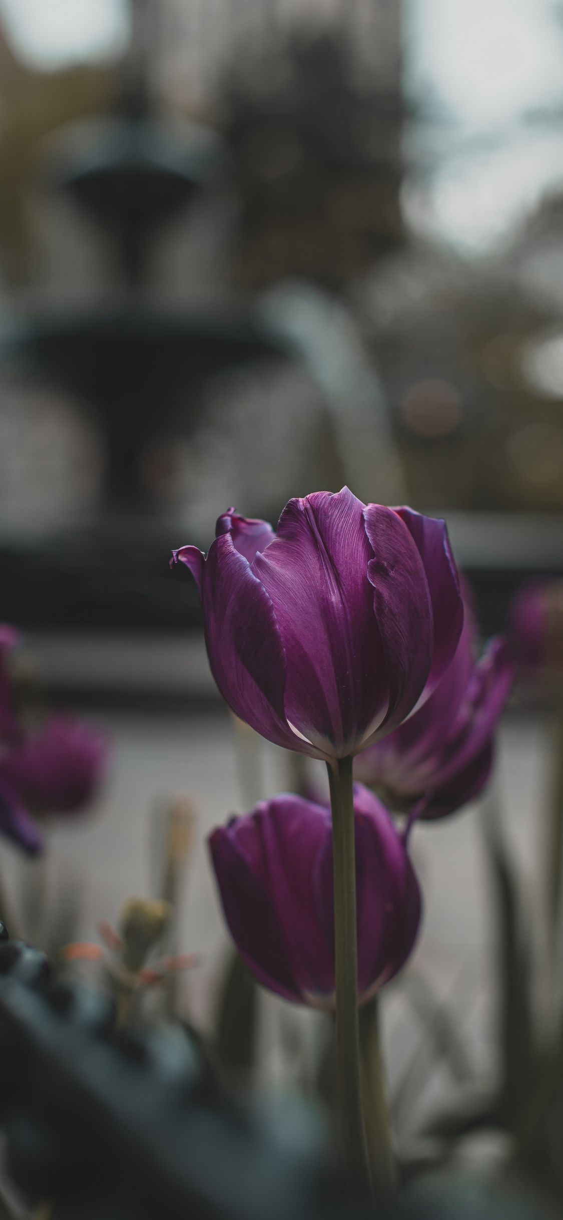 Hình nền hoa tulip