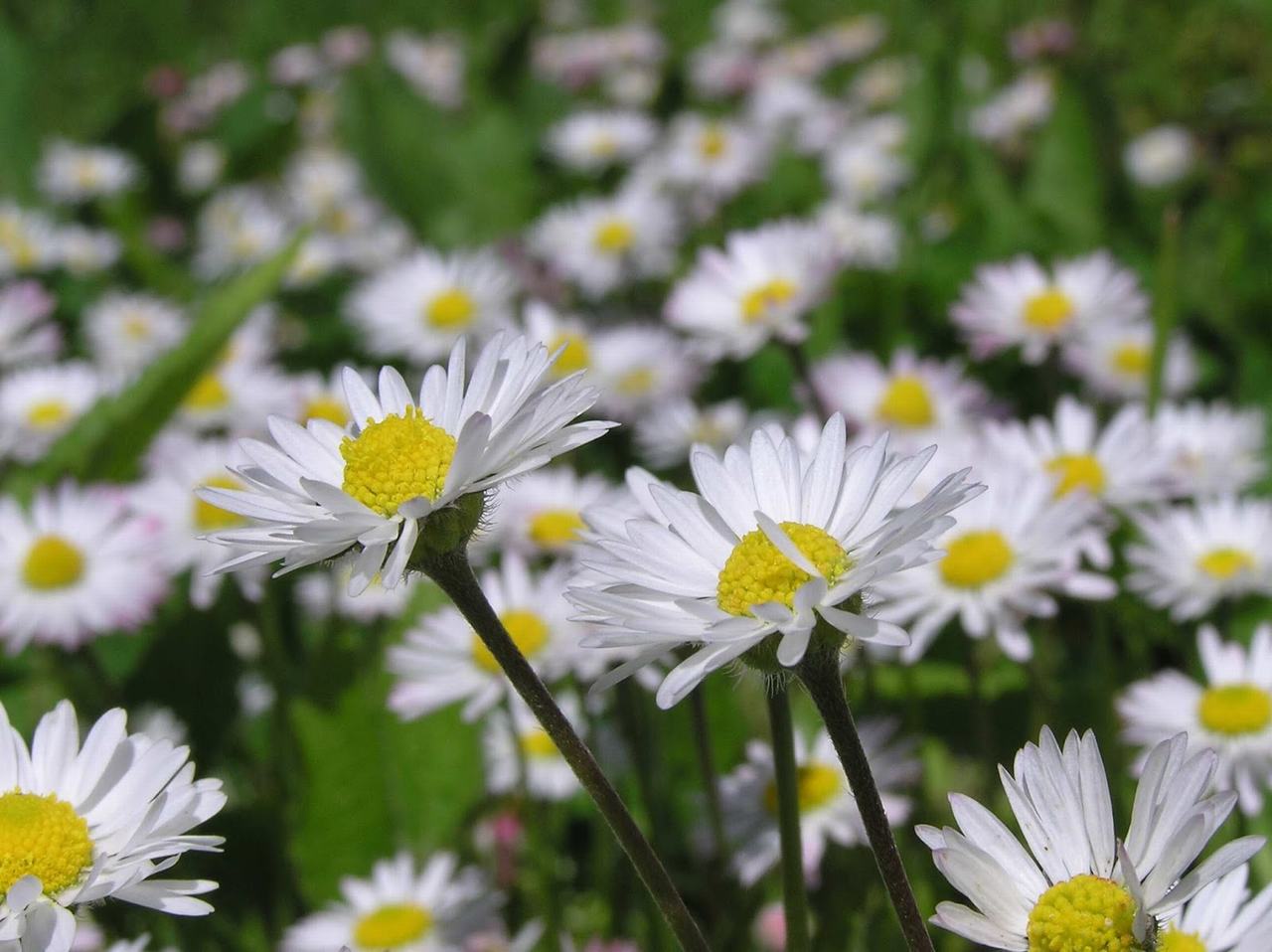Hình nền bông hoa cúc trắng