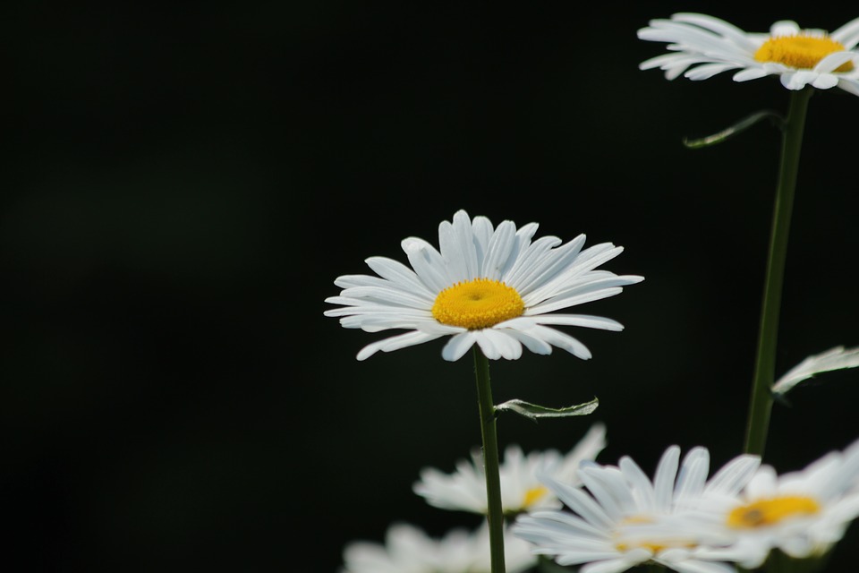 Hình nền hoa cúc trắng full hd