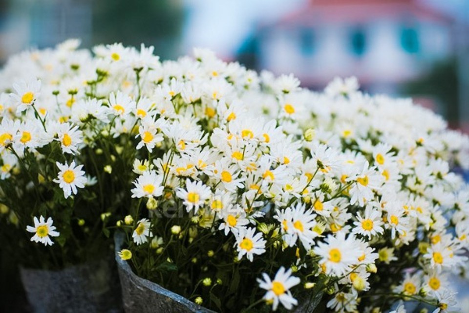Hình nền hoa cúc trắng