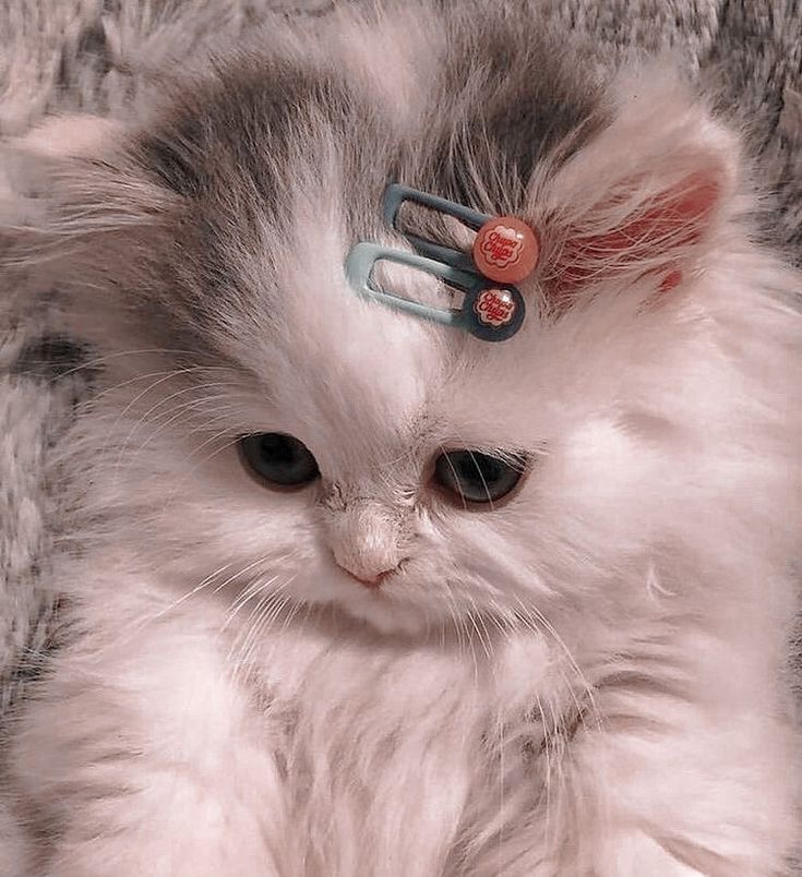 Lóa Mắt Với 101+ Hình Ảnh Avatar Mèo Cute, Đáng Yêu, Đẹp Mắt 68