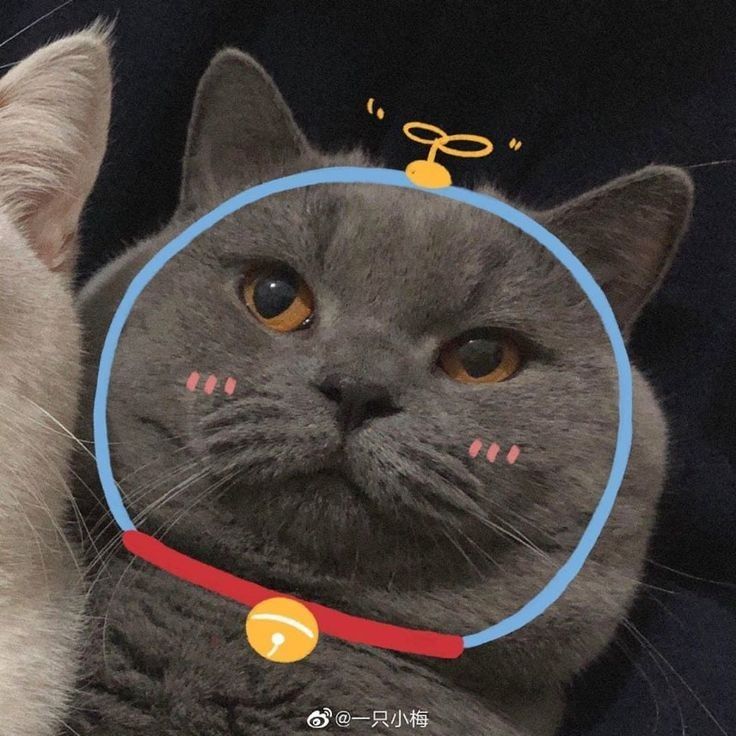 Avatar mèo xinh