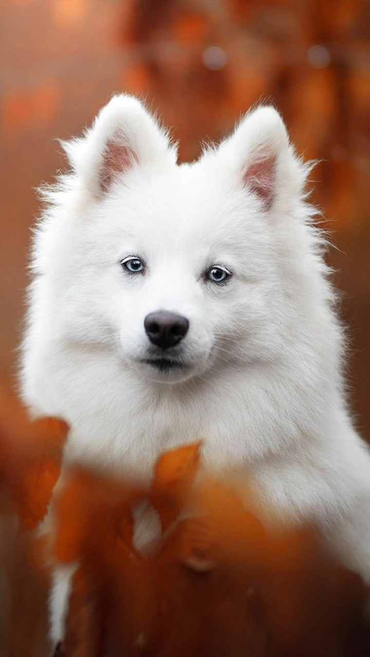 Top những hình ảnh con chó dễ thương cute nhất thế giới