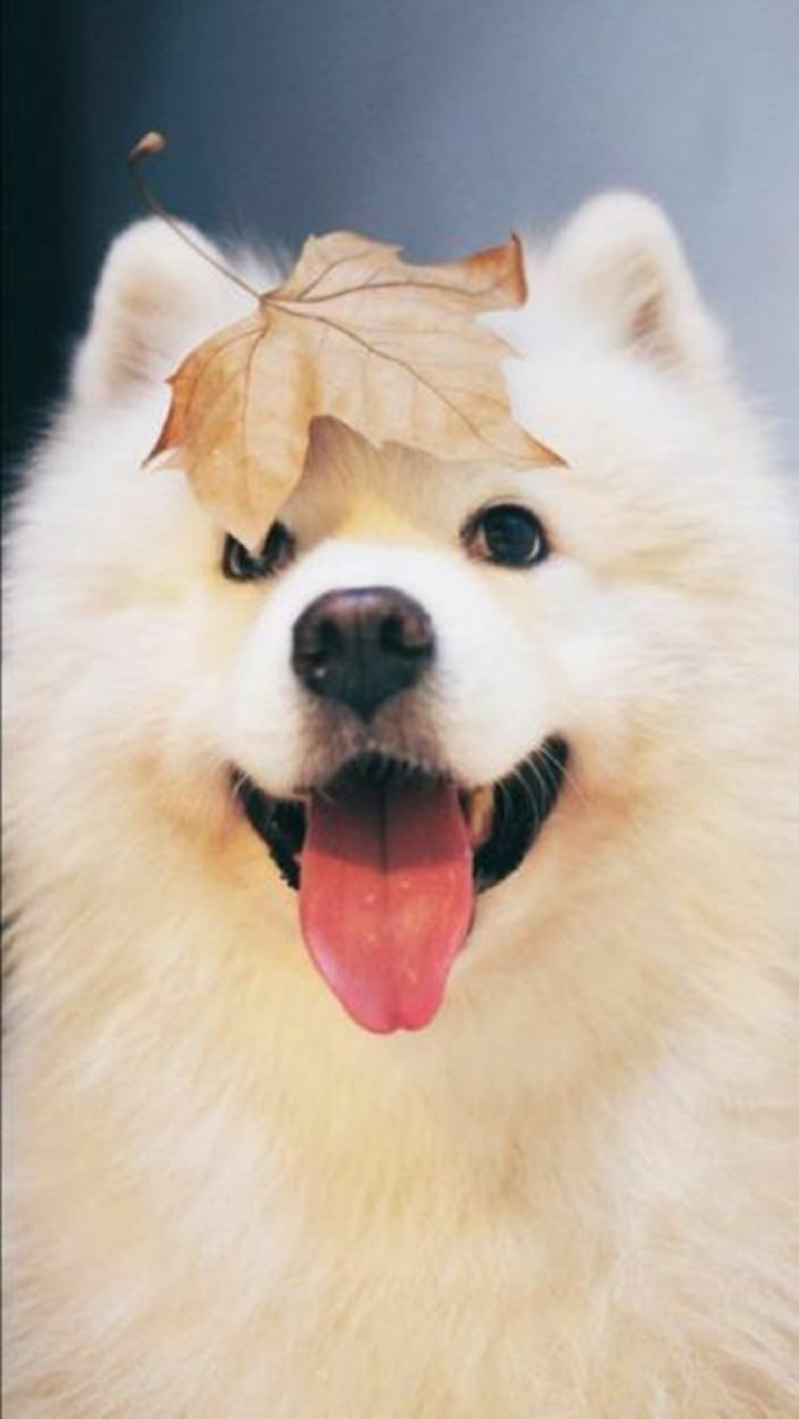 Chi tiết với hơn 66 về hình nền cute chó mới nhất - Du học Akina
