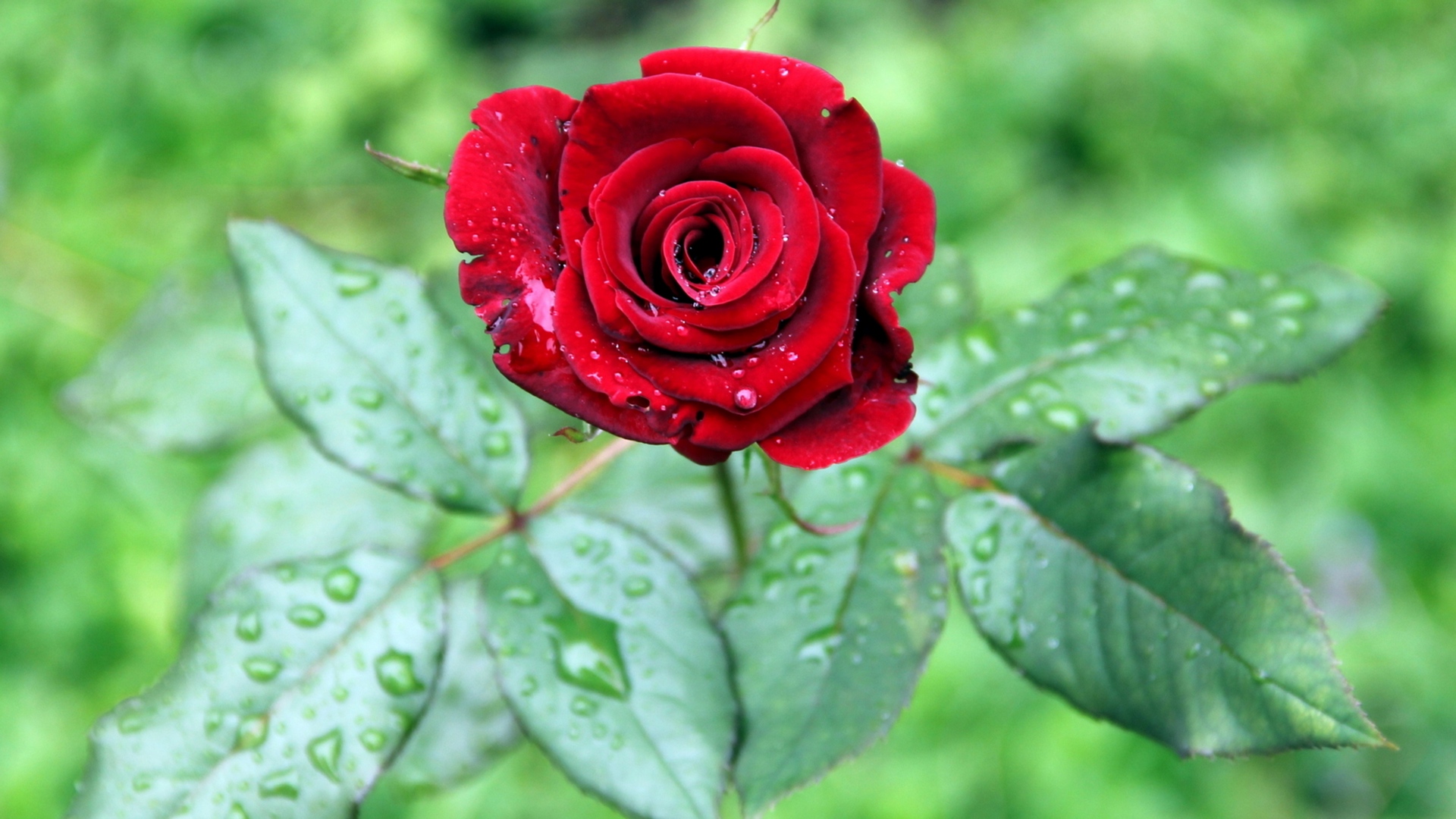 Hình nền bông hồng đẹp nhất