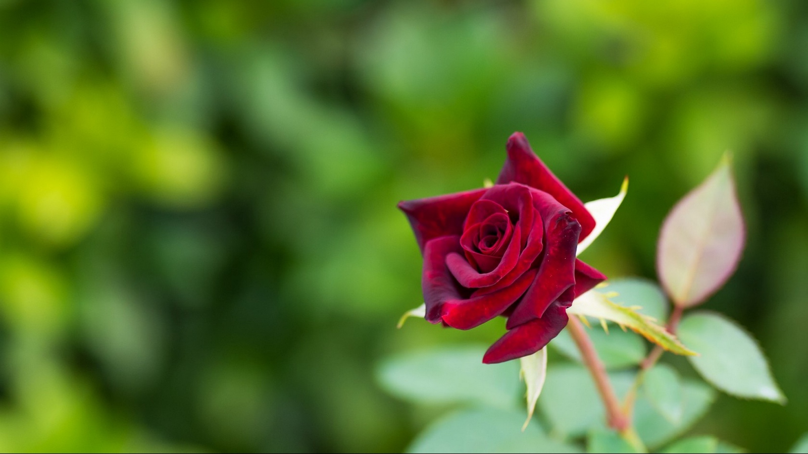 Hình nền hoa hồng