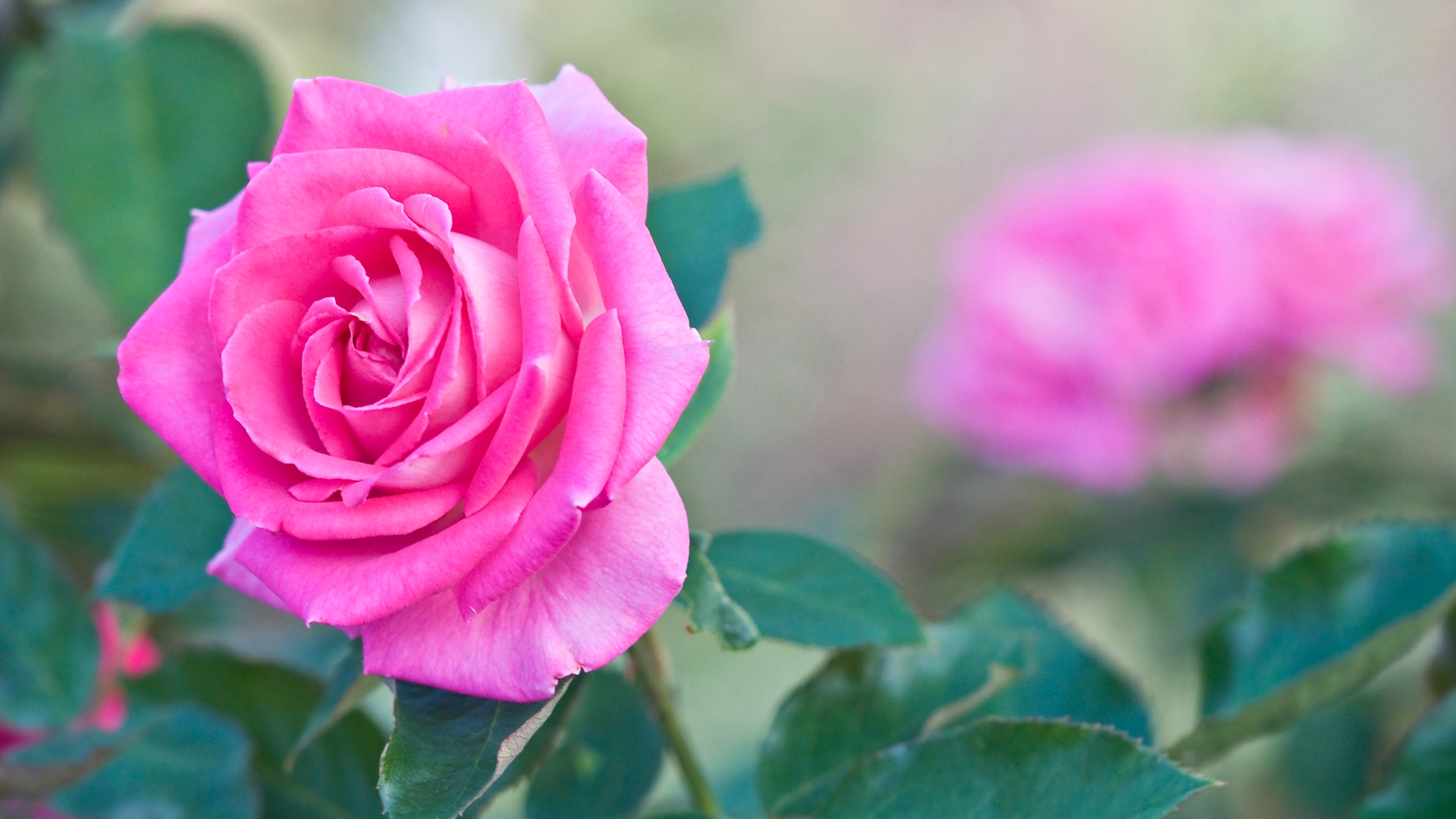 Hình nền hoa hồng xanh đẹp nhất  Hình nền hoa Ảnh tường cho điện thoại Hoa  hồng xanh