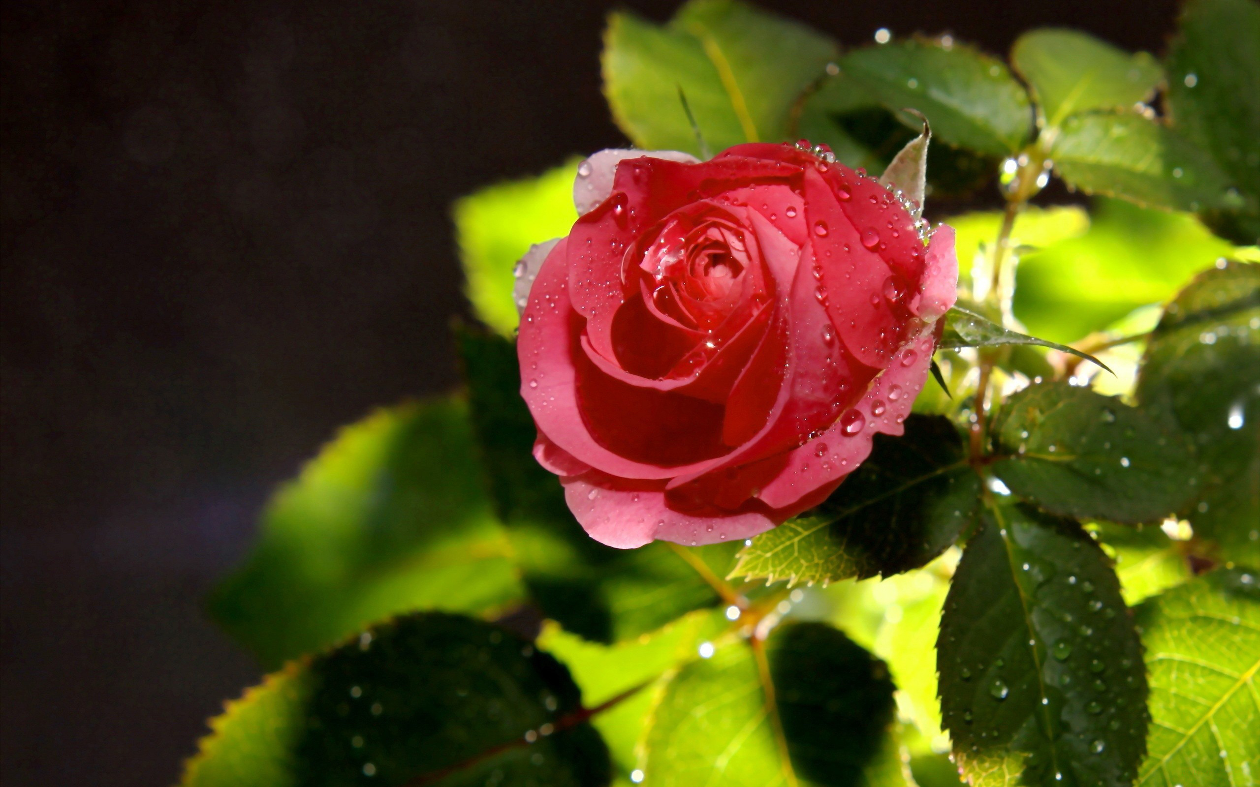 Hình nền bông hồng đẹp