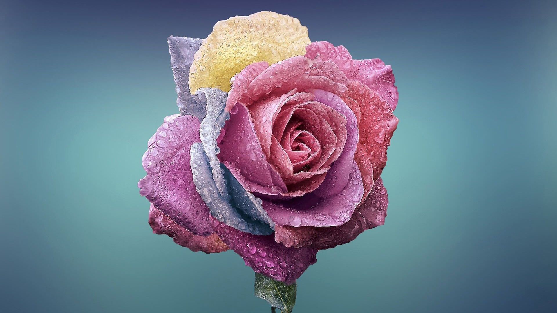 Tải hình nền hoa hồng đẹp nhất