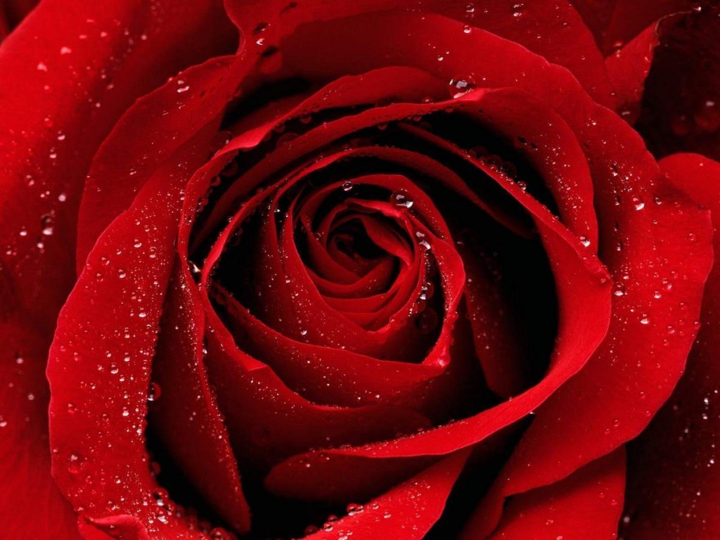 Tải hình nền hoa hồng đẹp nhất