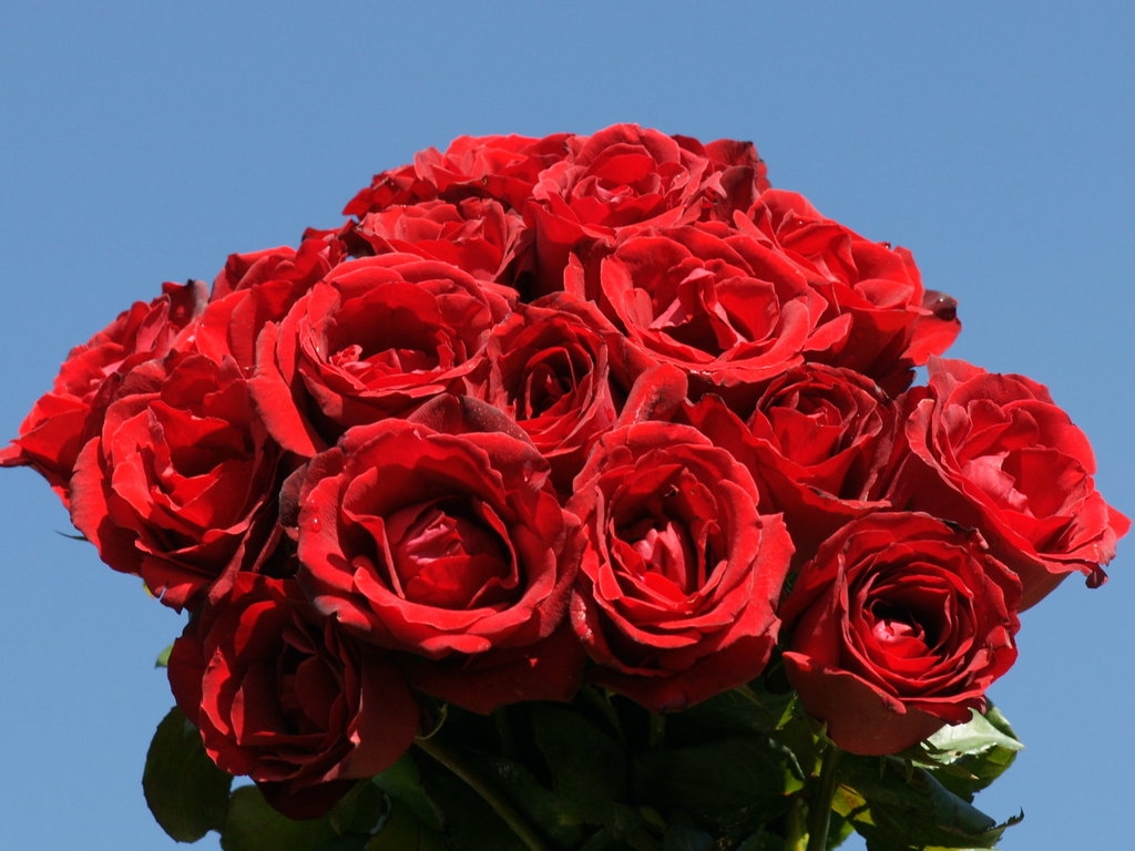 Hình nền hoa hồng đẹp nhất thế giới