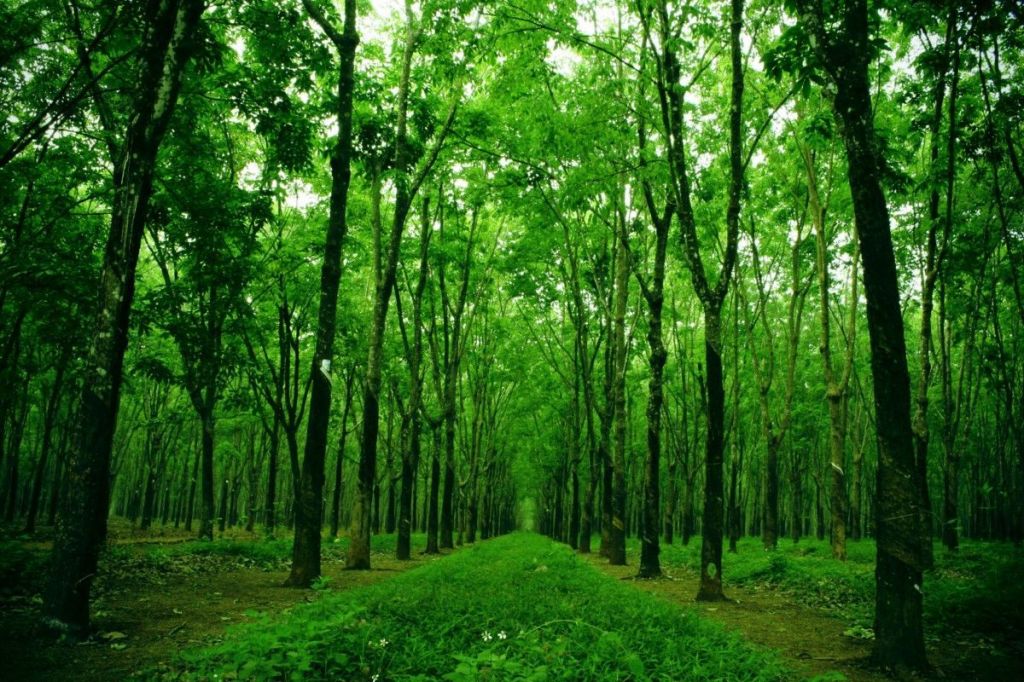 Hình nền rừng cây xanh