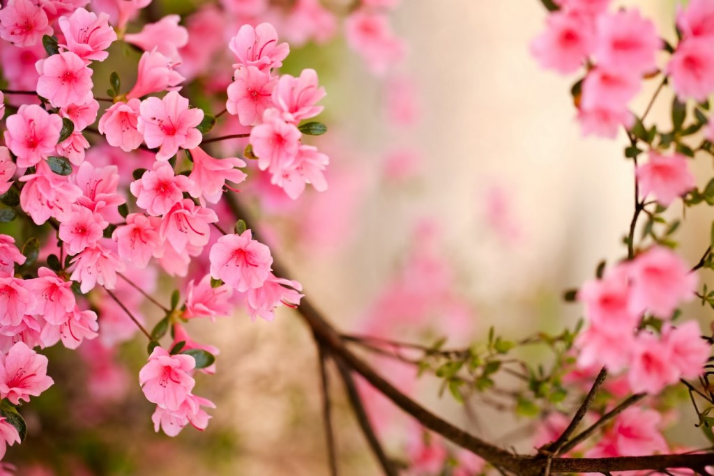 100 Hình nền background hoa anh đào Nhật Bản