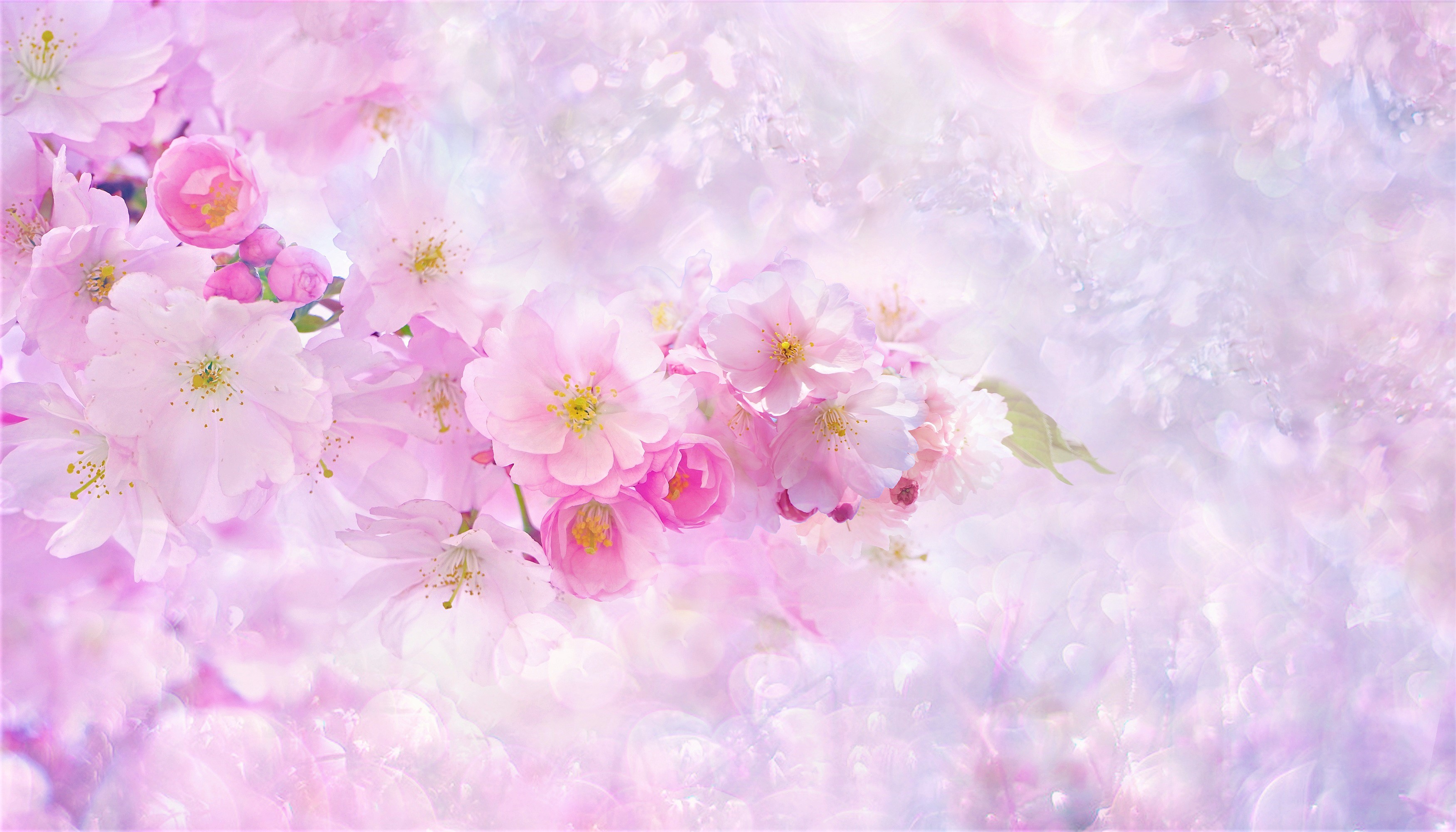 Hình Nền Hoa Anh đào Rơi Tải Về Miễn Phí Hình ảnh giọt ngọt ngào bầu trời  sakura cerezo Sáng Tạo Từ Lovepik