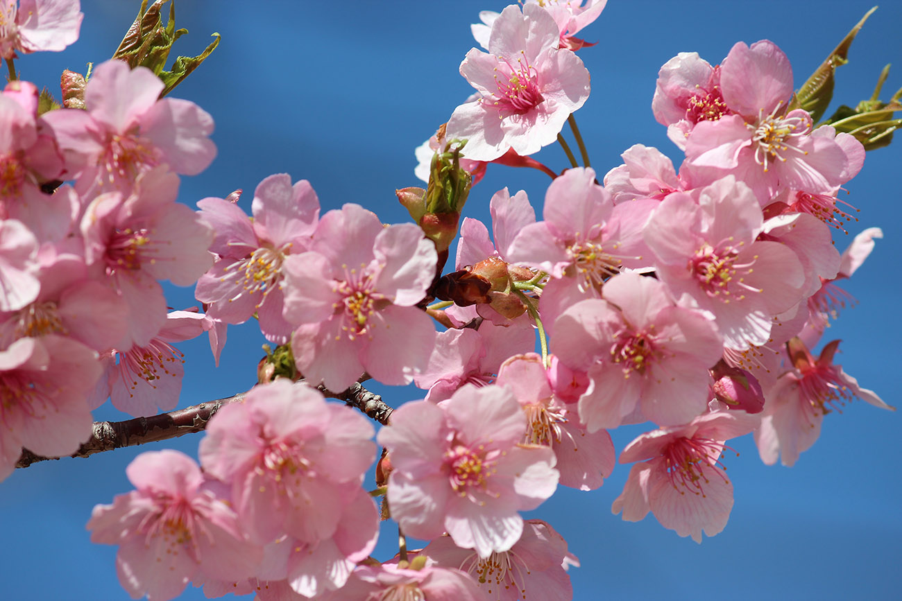 Sakura  loài hoa chứng nhân lịch sử cho Nhật Bản trong suốt hàng thế kỷ