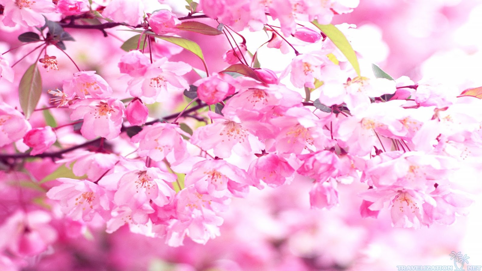 Ngắm hoa anh đào Nhật Bản ở đâu thì đẹp  Asahi Luxstay