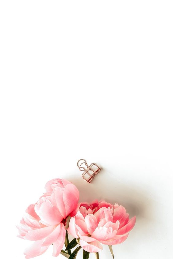 Hình nền Smartphone hoa hình mẫu đơn hồng
