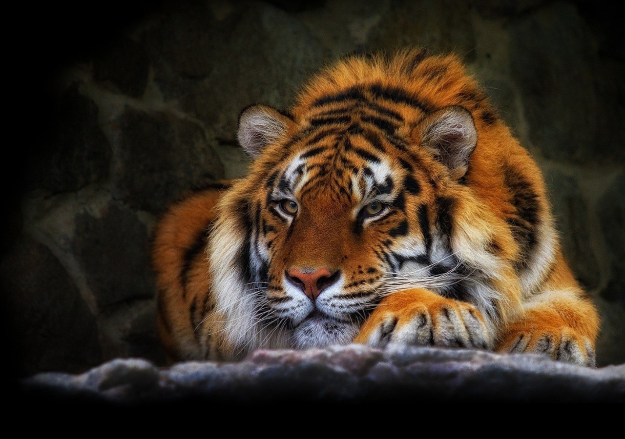 TOP 60 Hình ảnh hổ 3D đẹp siêu chất siêu ngầu đầy dũng mãnh thể hiện cá  tính mạnh mẽ 20  Tiger art Tiger pictures Tiger images