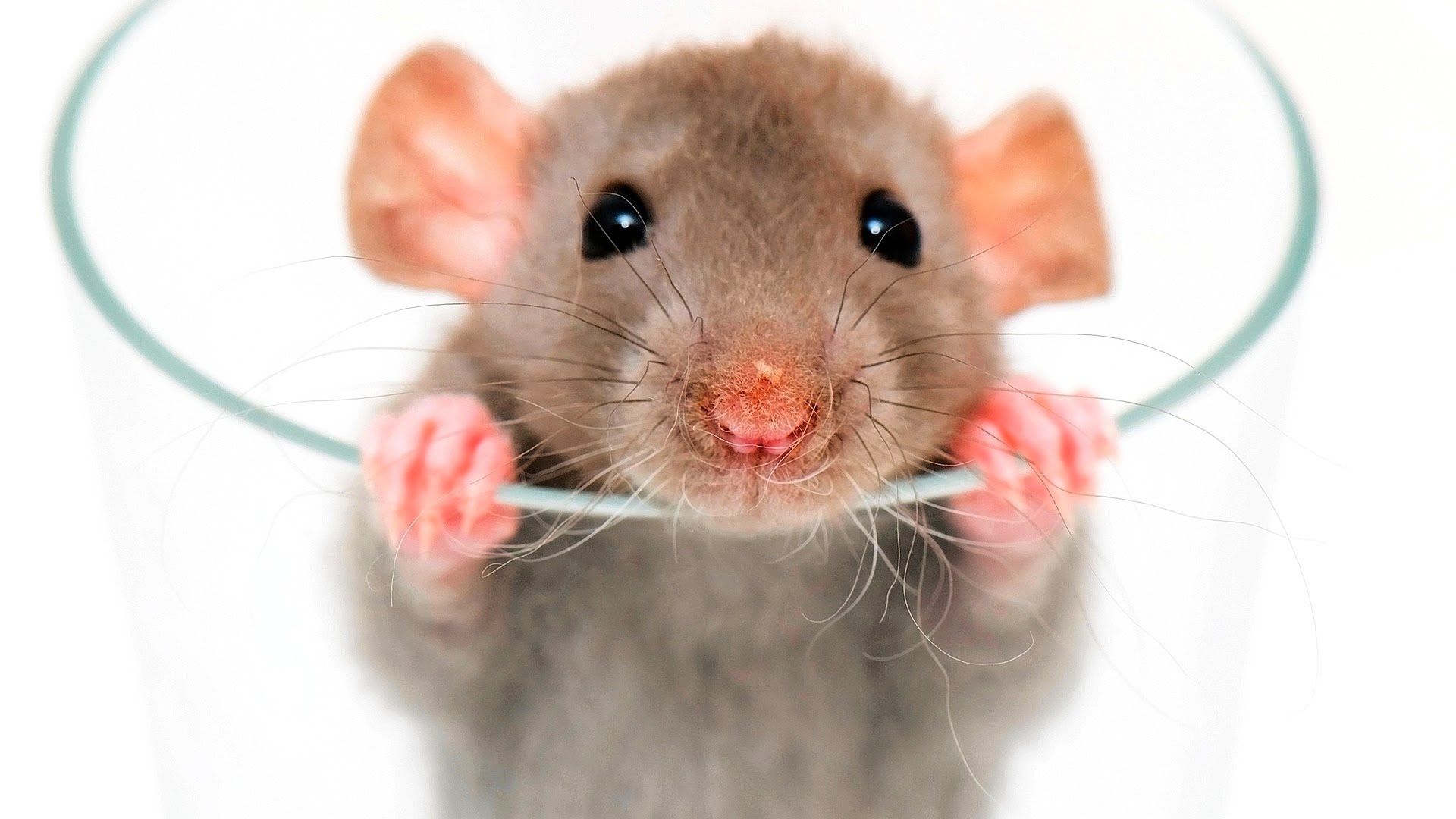 Hình ảnh con chuột