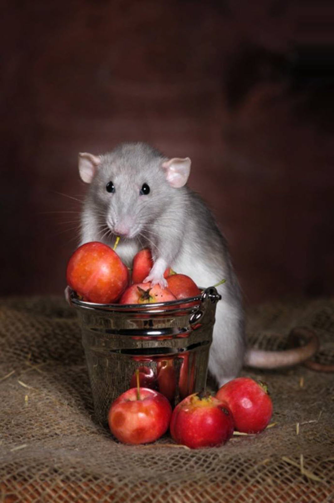 Hình nền con chuột cute